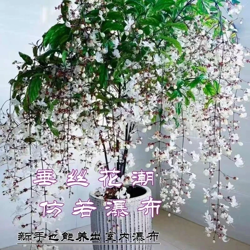 垂丝茉莉花种子四季开花室内阳台盆栽浓香垂枝茉莉花绿植花卉种籽