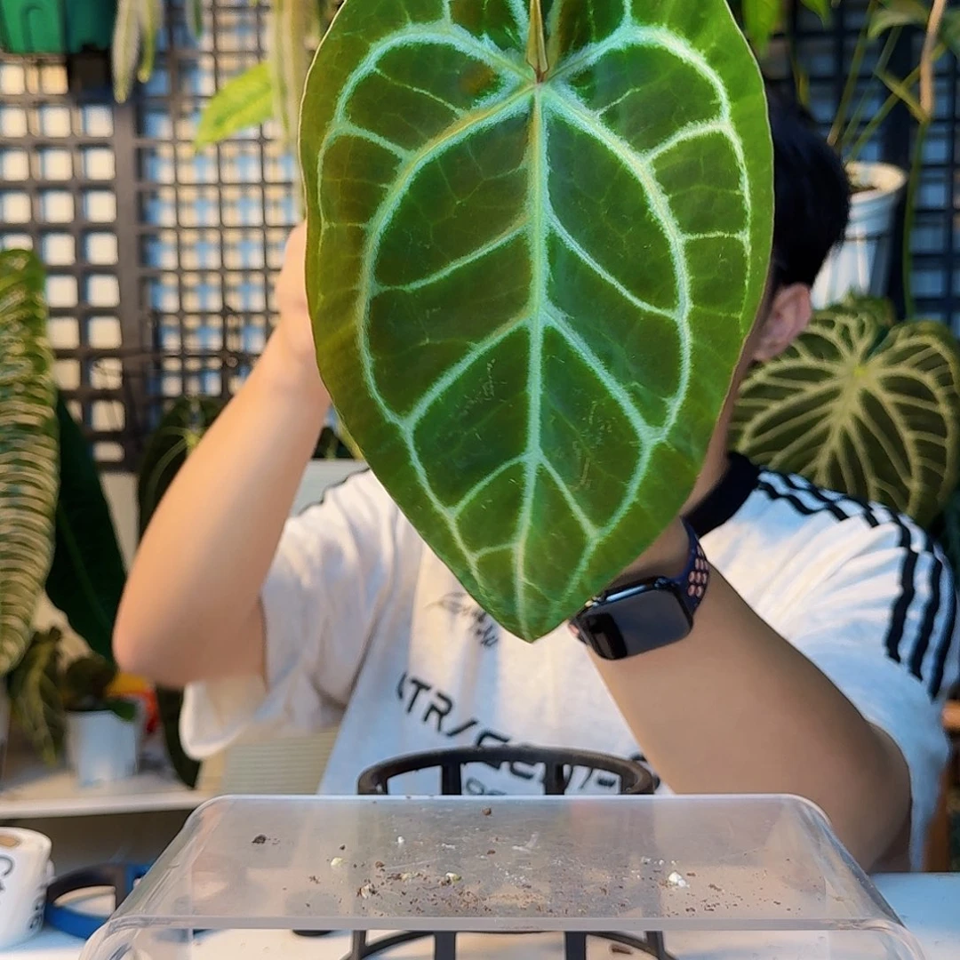 喵***。完全开放一物一拍C96