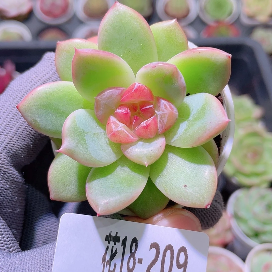 花利美18-209新品
