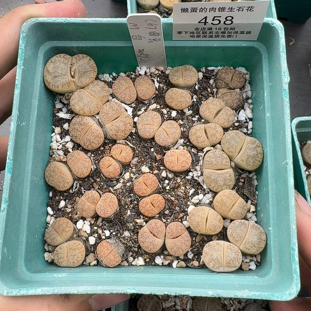 458 梅萨c67曲玉福利