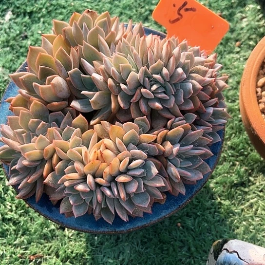 提垃米苏5号码牌子的话题