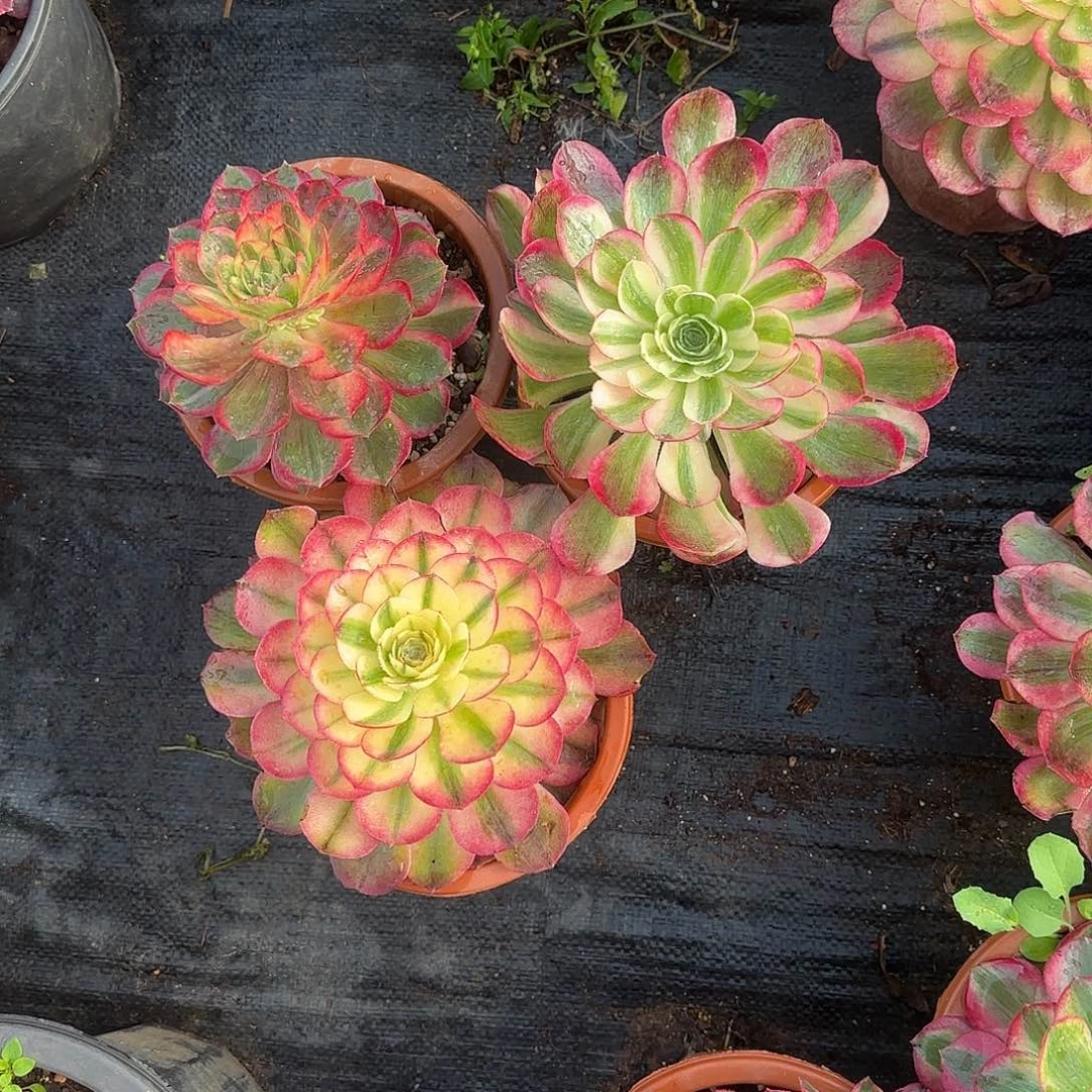 组合三多肉都植物88