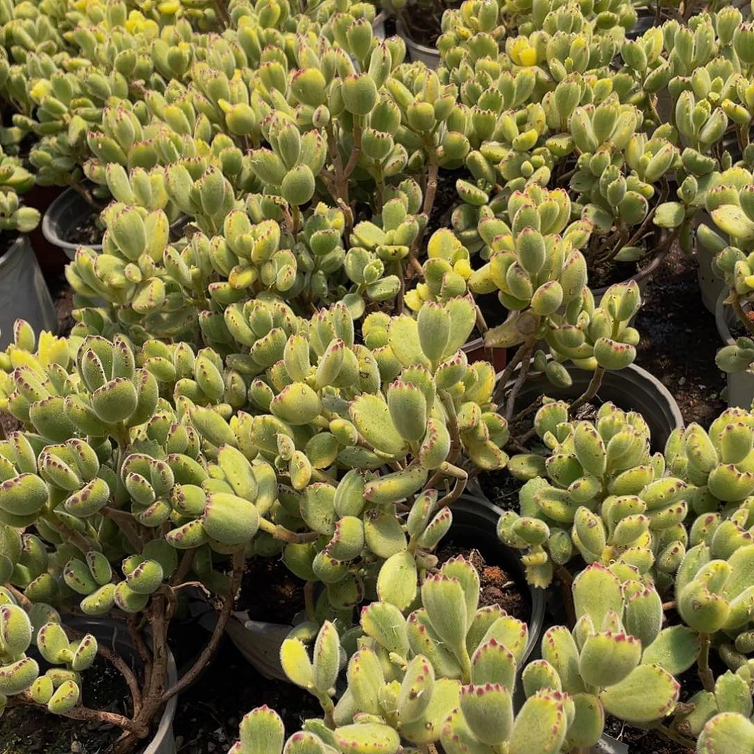 熊童子，2.9多肉带盆土福利啦