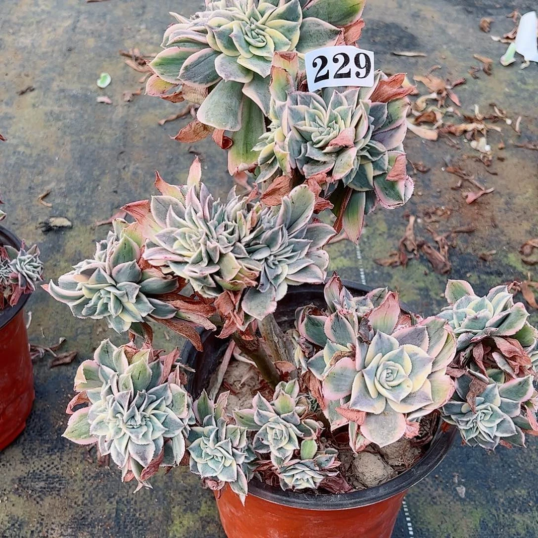 无花朵多肉植物灿烂缀229多肉