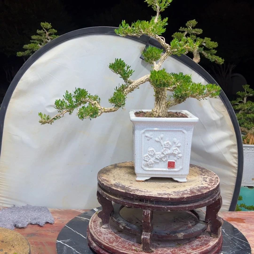 无花朵广东皱皮雀舌黄杨