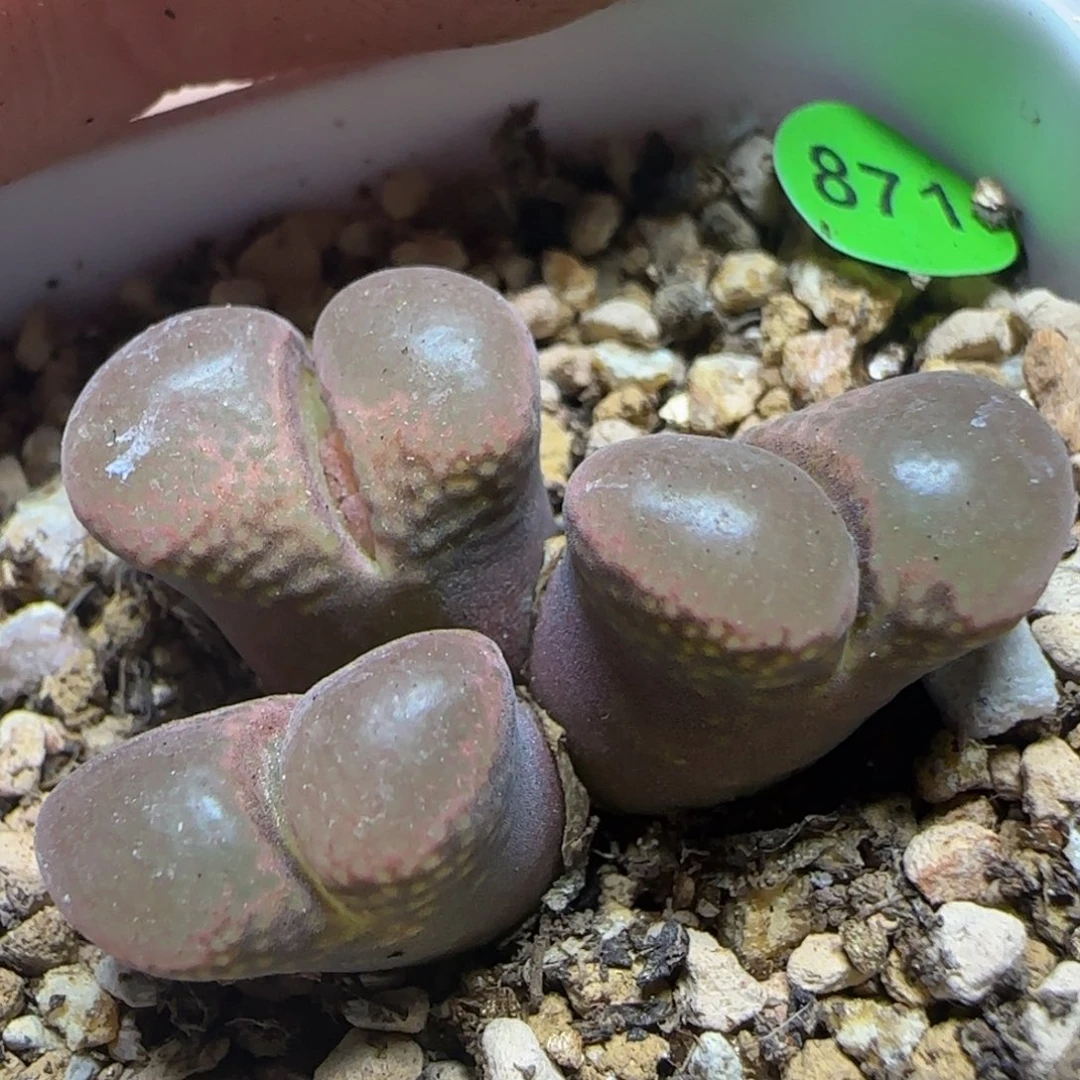 漂漂亮亮多肉植物871