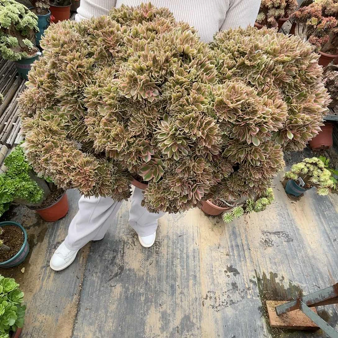 【闪购商品】全部花朵女神