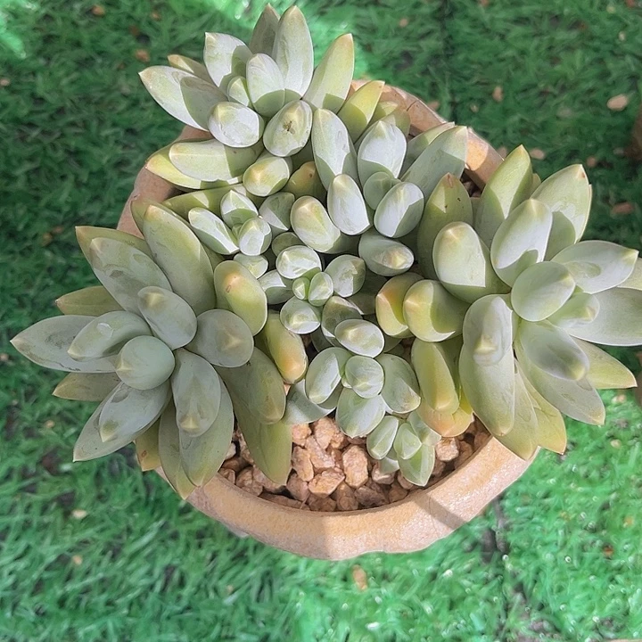 星空美人1320多肉植物