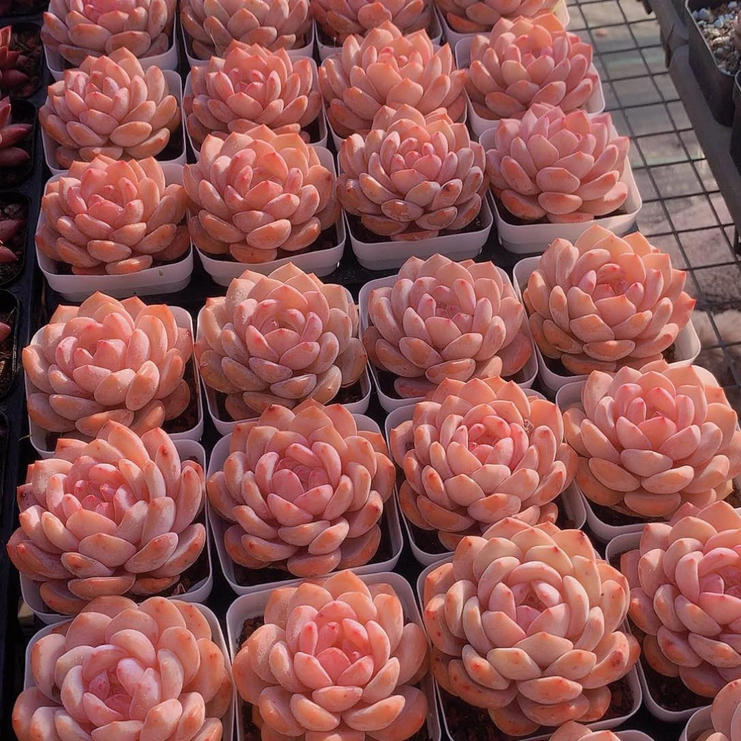 天使橙2345667899000000