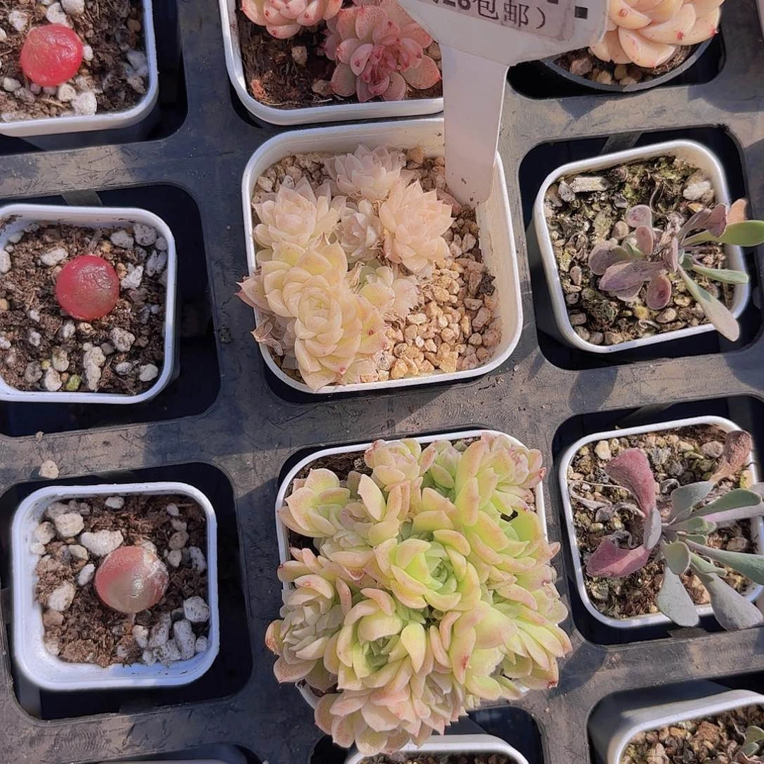 斯*孙D294麦秆一物一拍