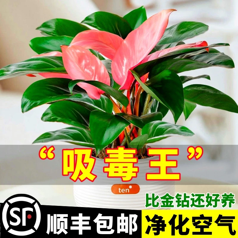 粉钻粉公主蔓绿绒大叶金钻水培绿萝植物室内吸甲醛新房绿植盆栽