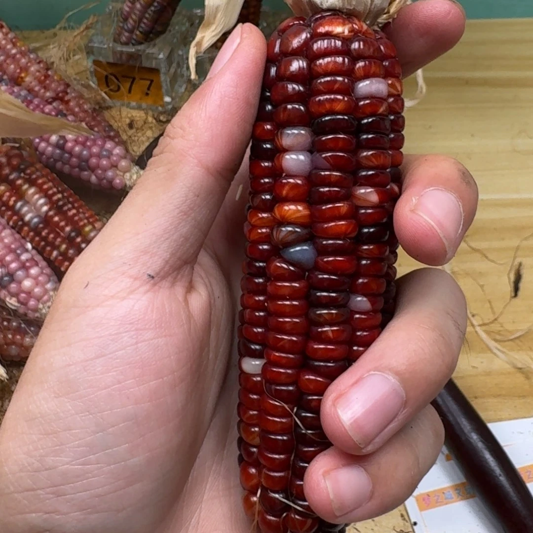 平***山柏香籽/百香籽吊坠