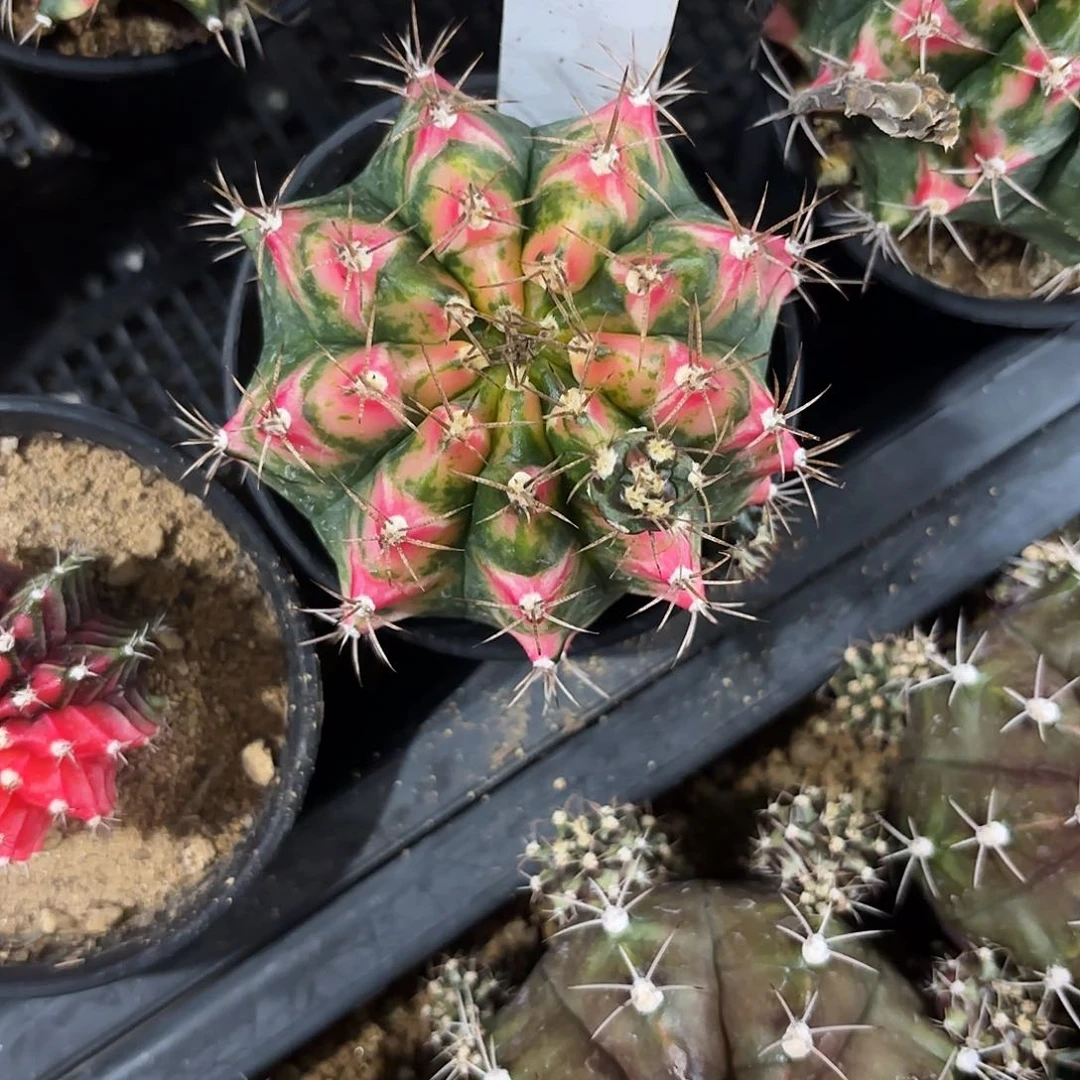 135-0608泰国发货多肉