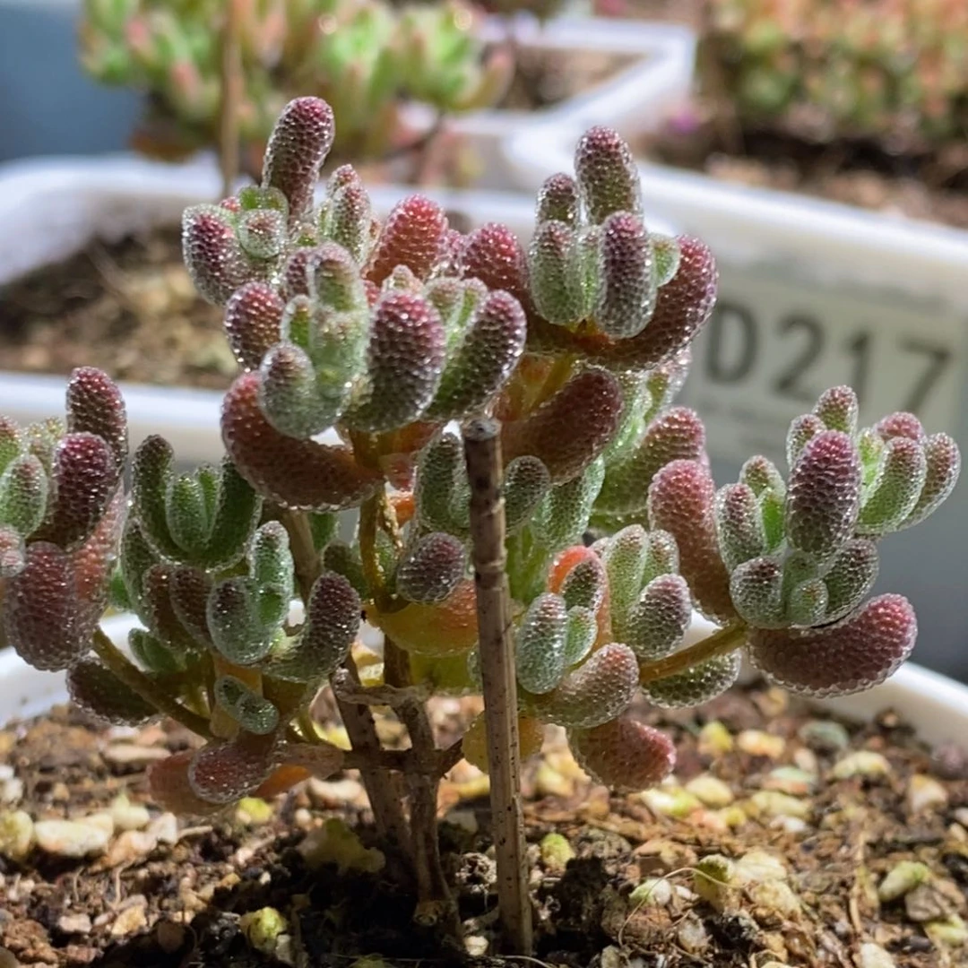 ᥴ****丑爆闪枝干番杏D221