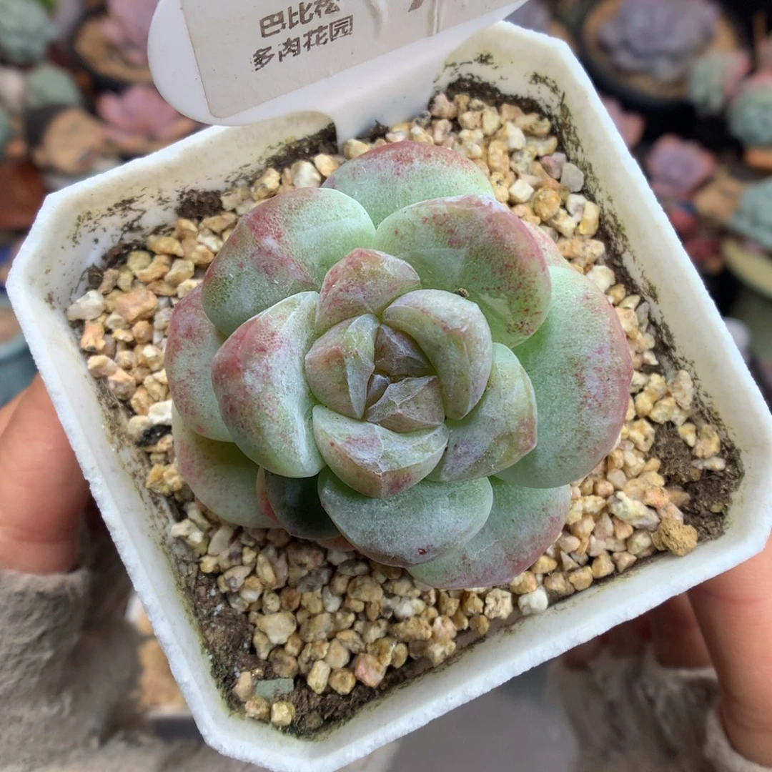 720冰玉石化多肉植物