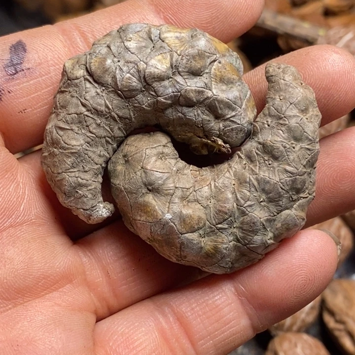 吊坠桃核娜姐你真的97