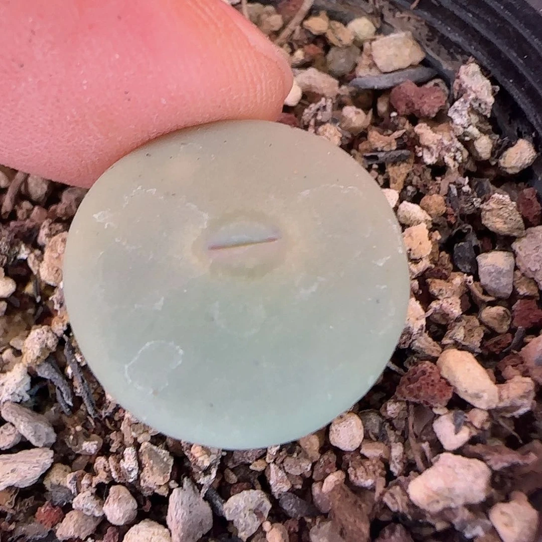 仔*脱土发货哦28包邮25437