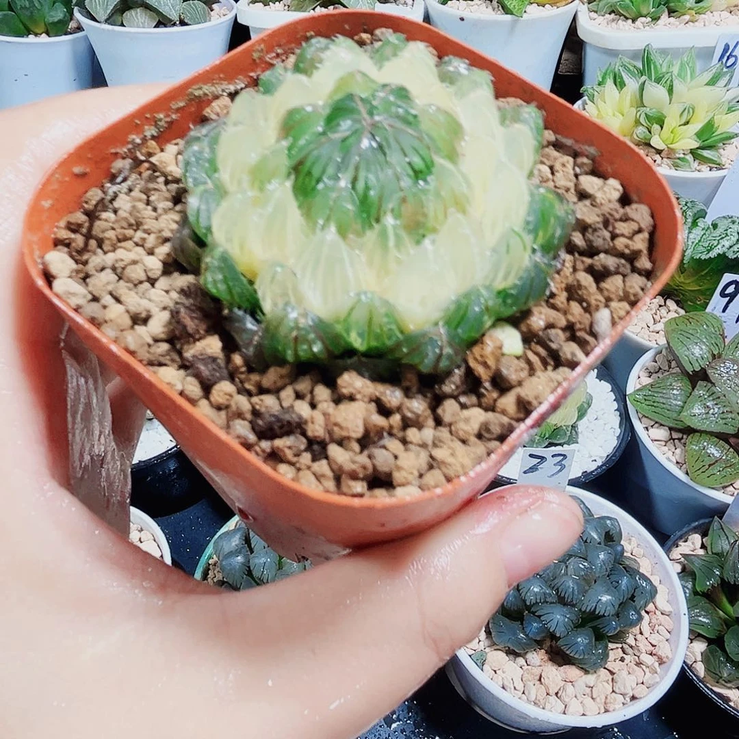 宝莲灯多肉植物666666