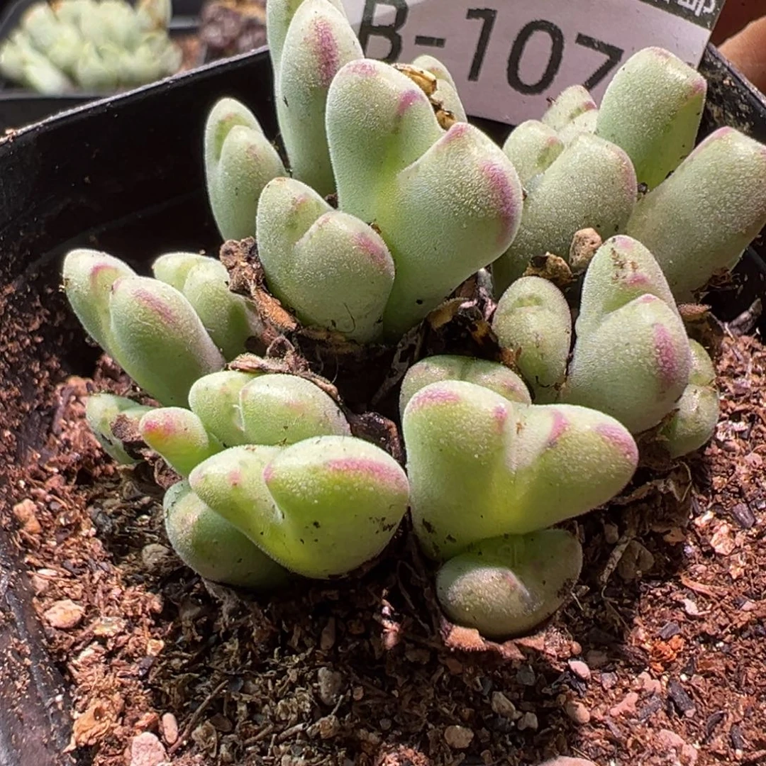 多肉植物1111111111111