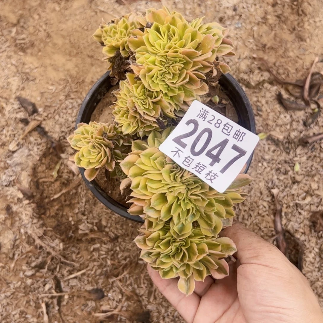 维纳缀多肉植物2047