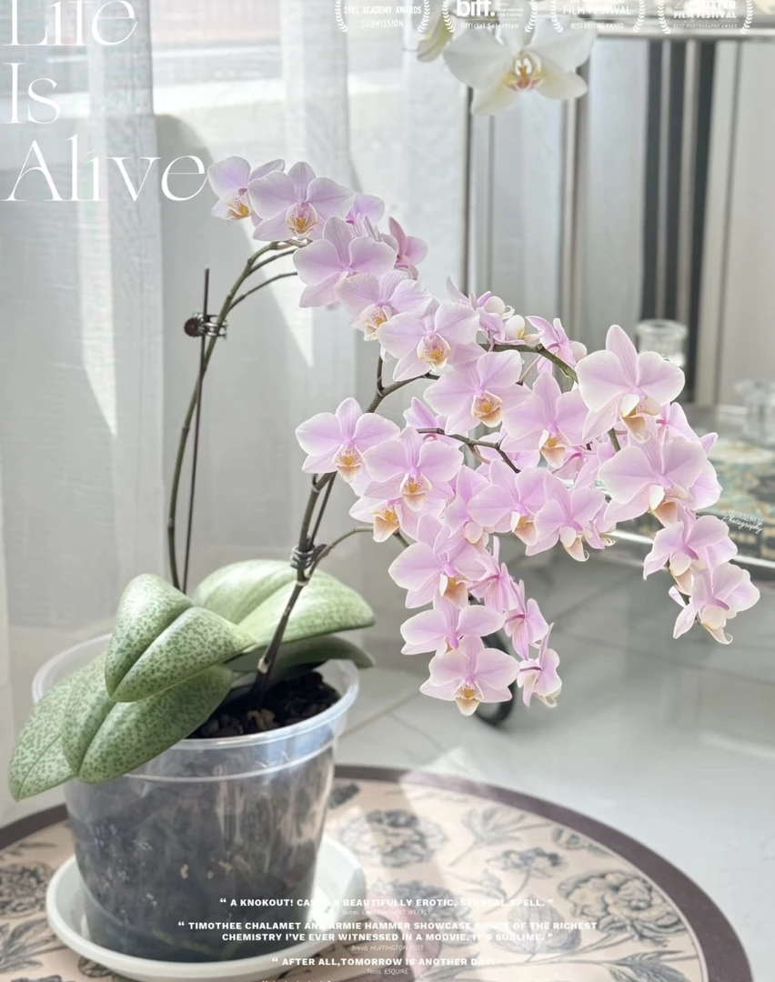 【槟榔西施】蝴蝶兰槟榔西施2.8寸花苞株（爆花机器，开花带香味）