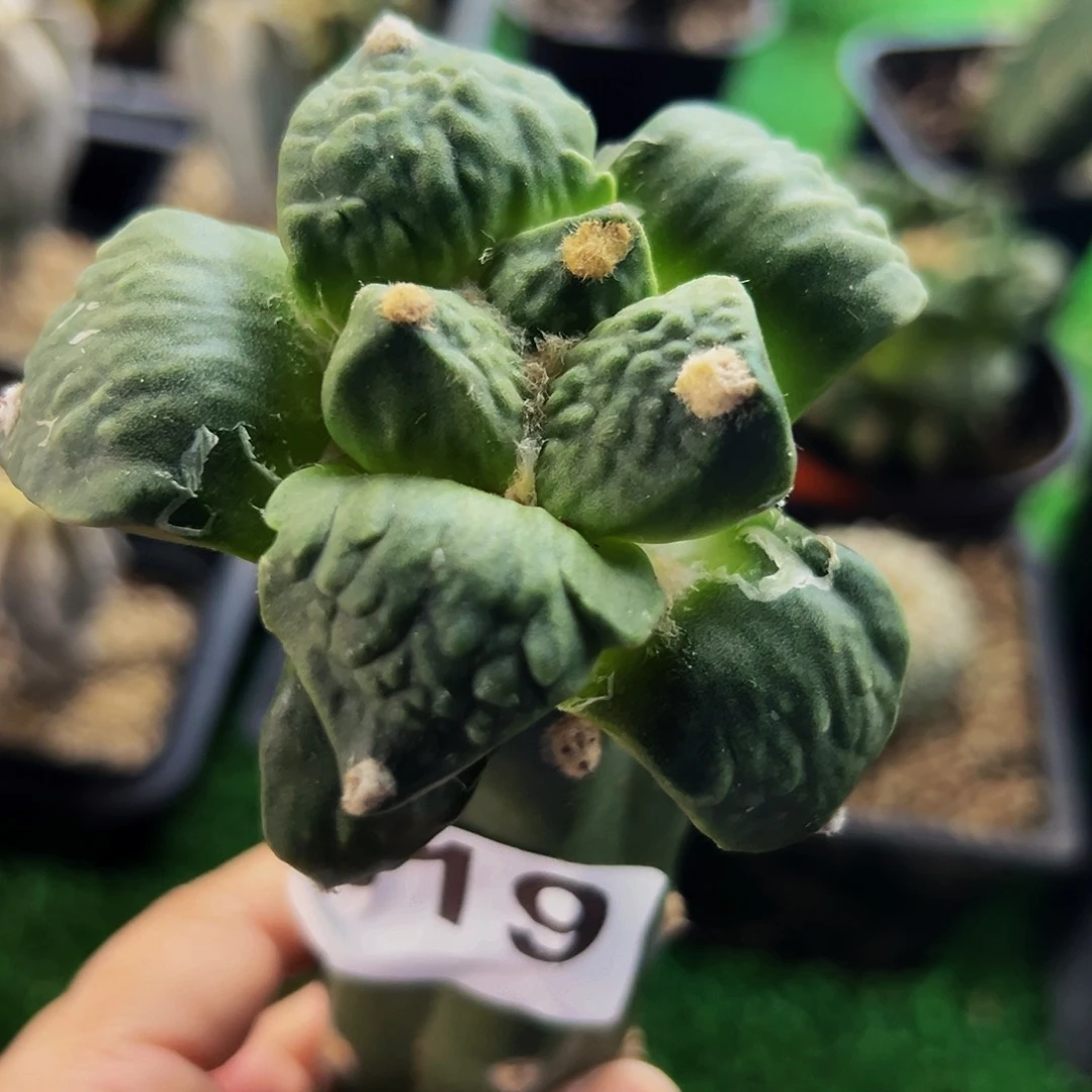无花朵怒涛牡丹519
