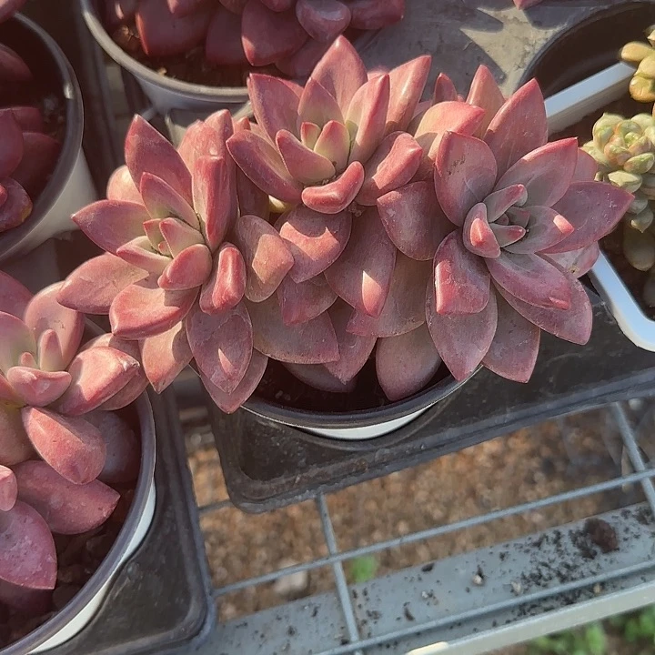 快**囚青蛙王子儿童牙膏111