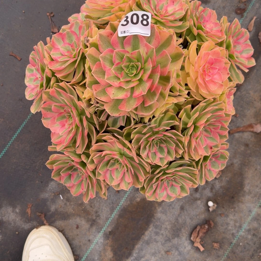 超大雨河多肉植物老庄308