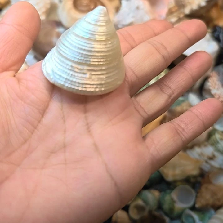 石材天然海螺贝壳