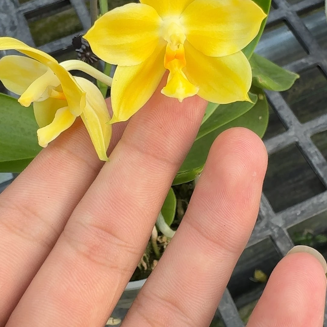 当前无花栽培后可以开花l1215 瑕疵三寸ys1168