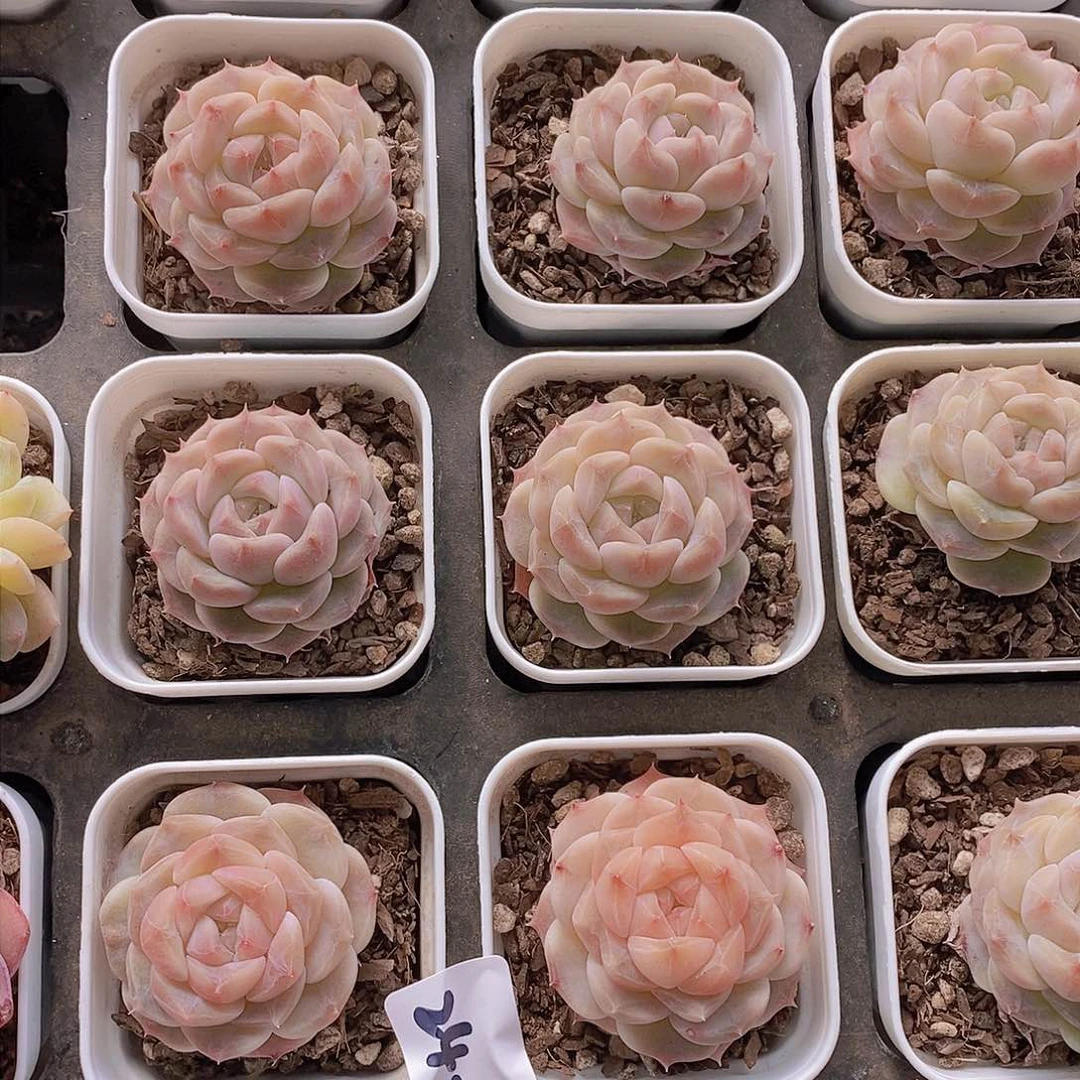 24-25-樱花小冰魄单头两颗 量拍