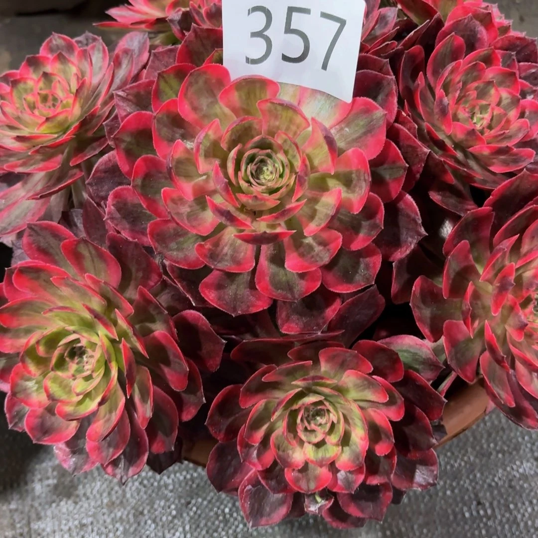 哈哈多肉葡萄福利多多357