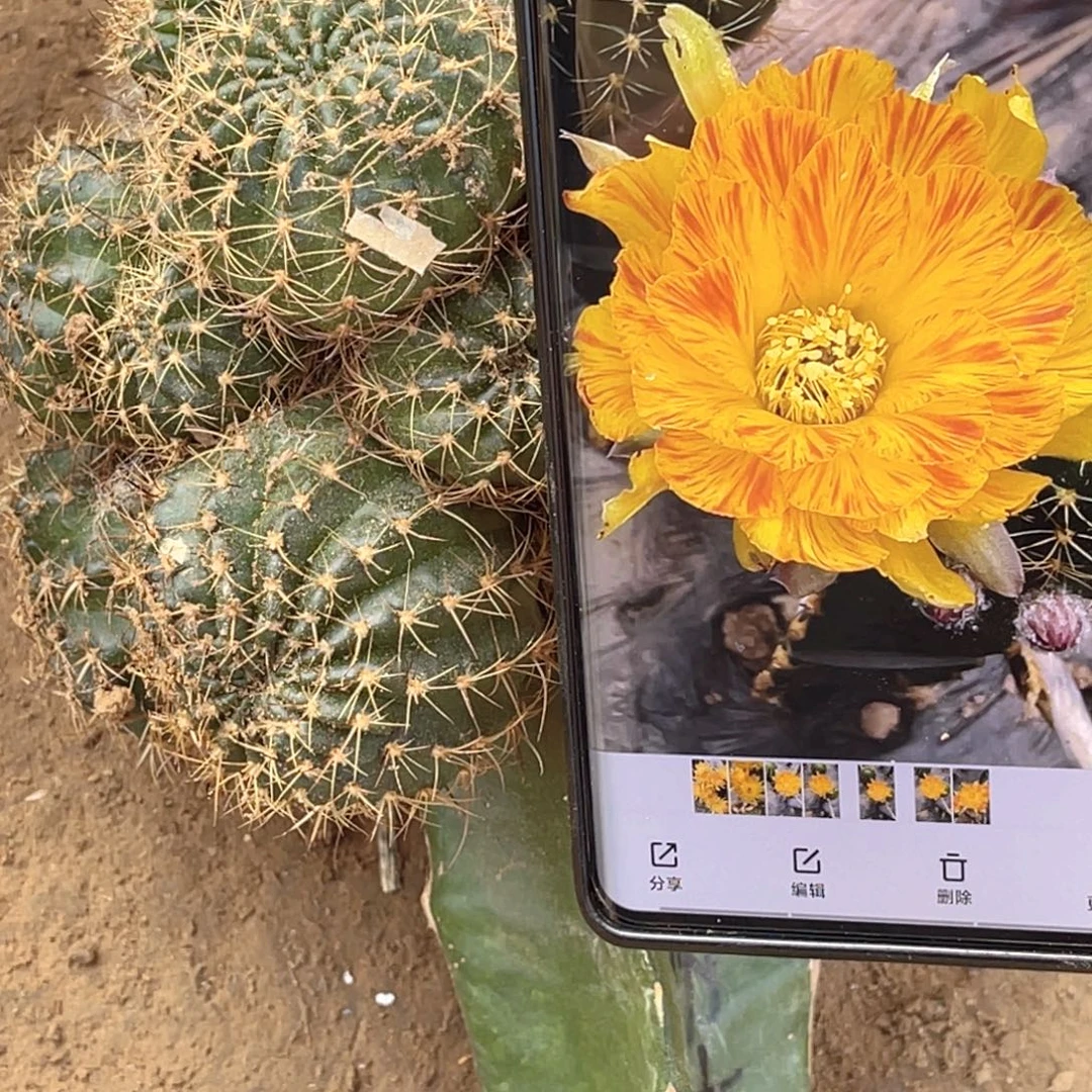 丽花 红拉丝嫁接群 无根