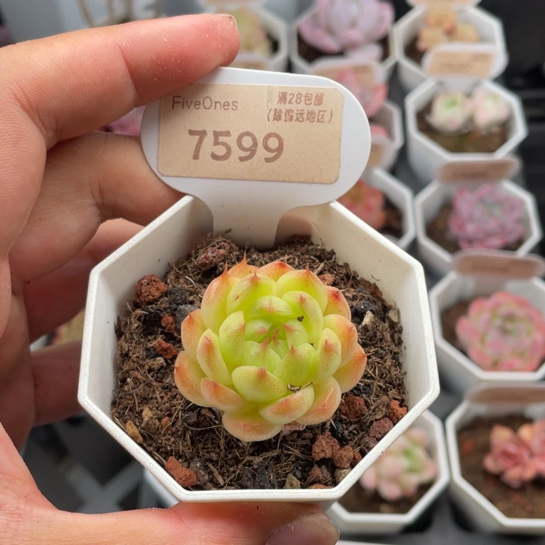 麦秆7599-3.5厘米