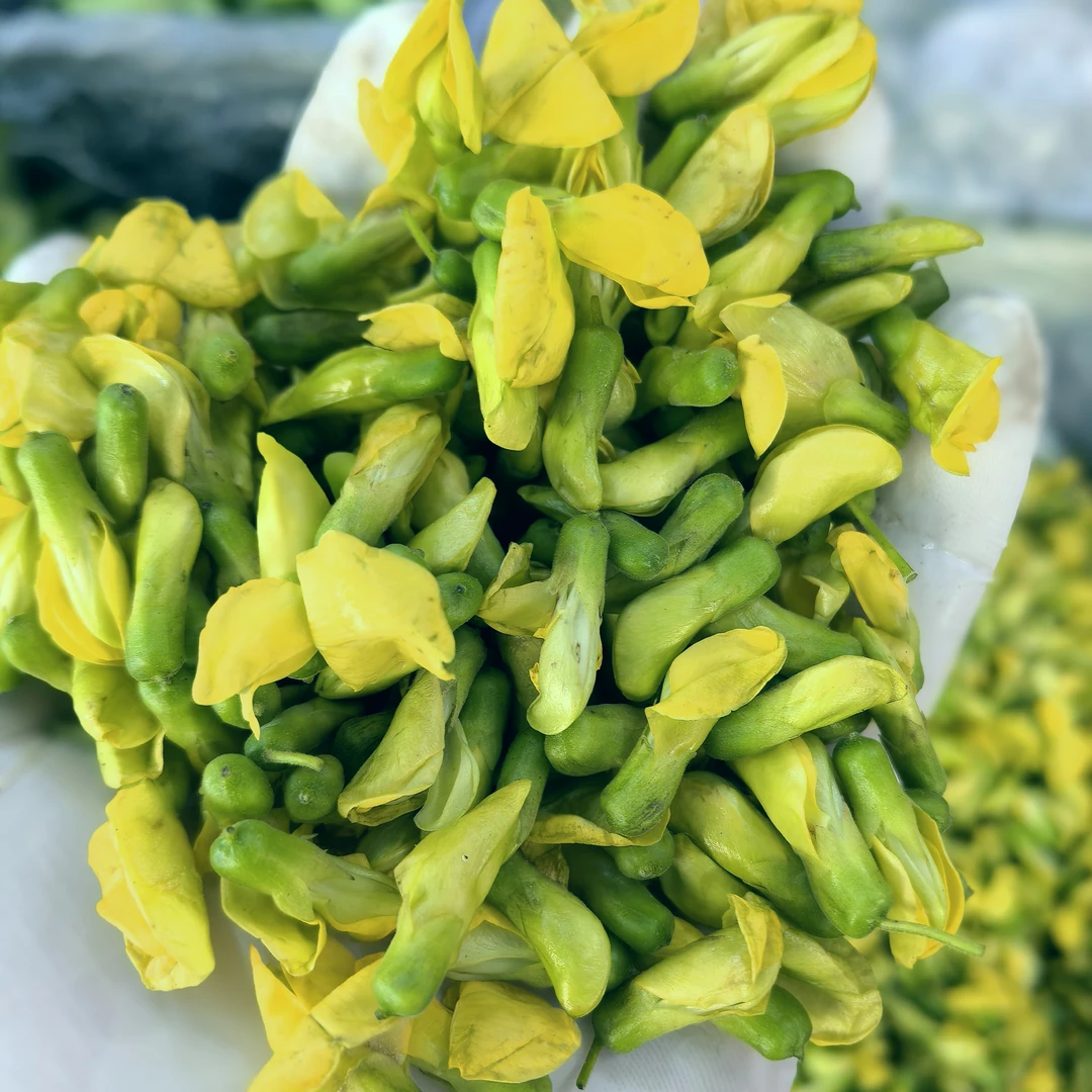 食用鲜花金雀花可炒菜的农家特色食材