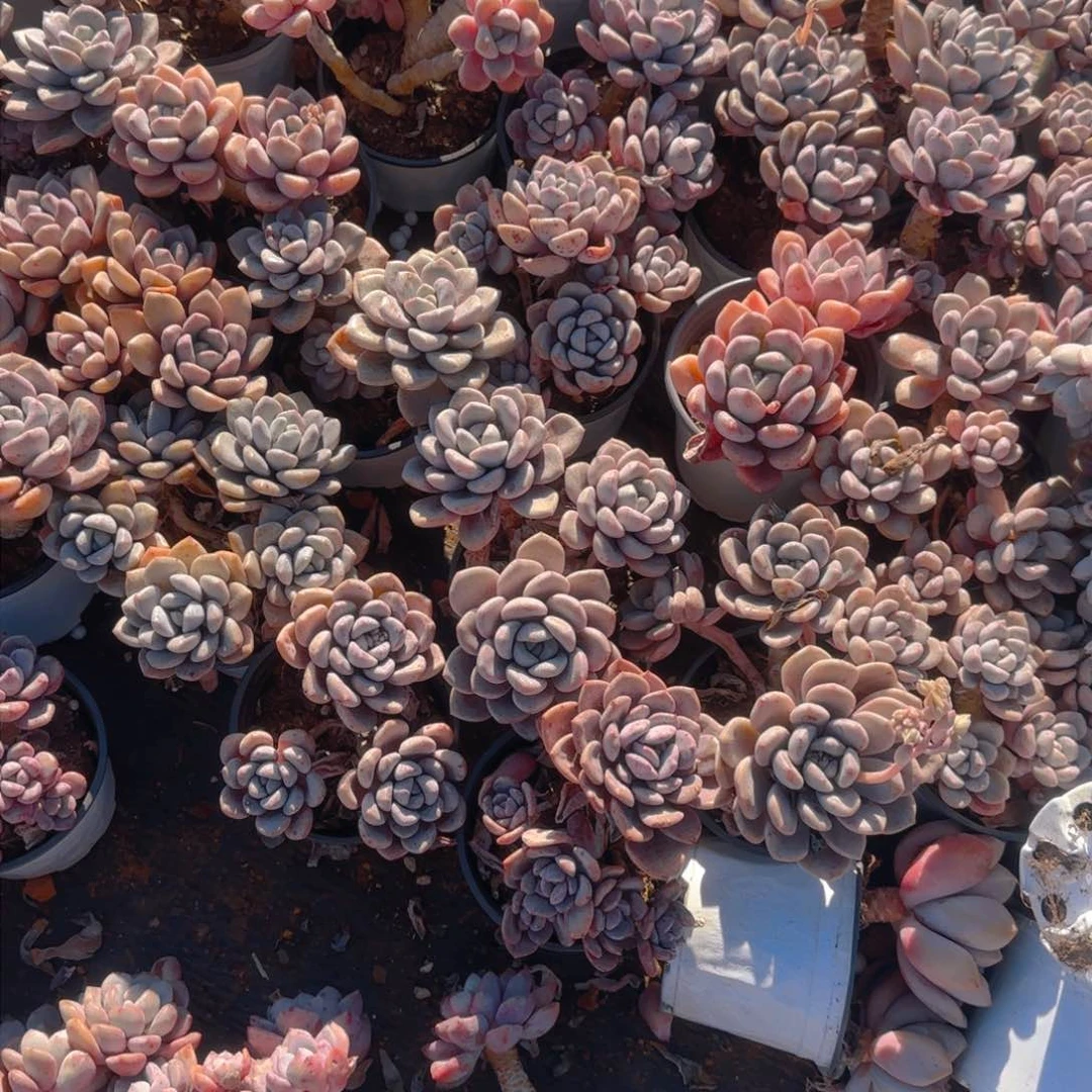 花斑鹿一箱5颗包邮