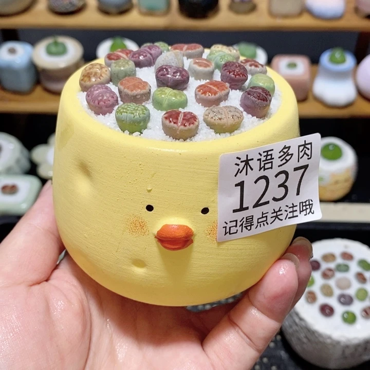 带盆土植物 精美盆栽1237