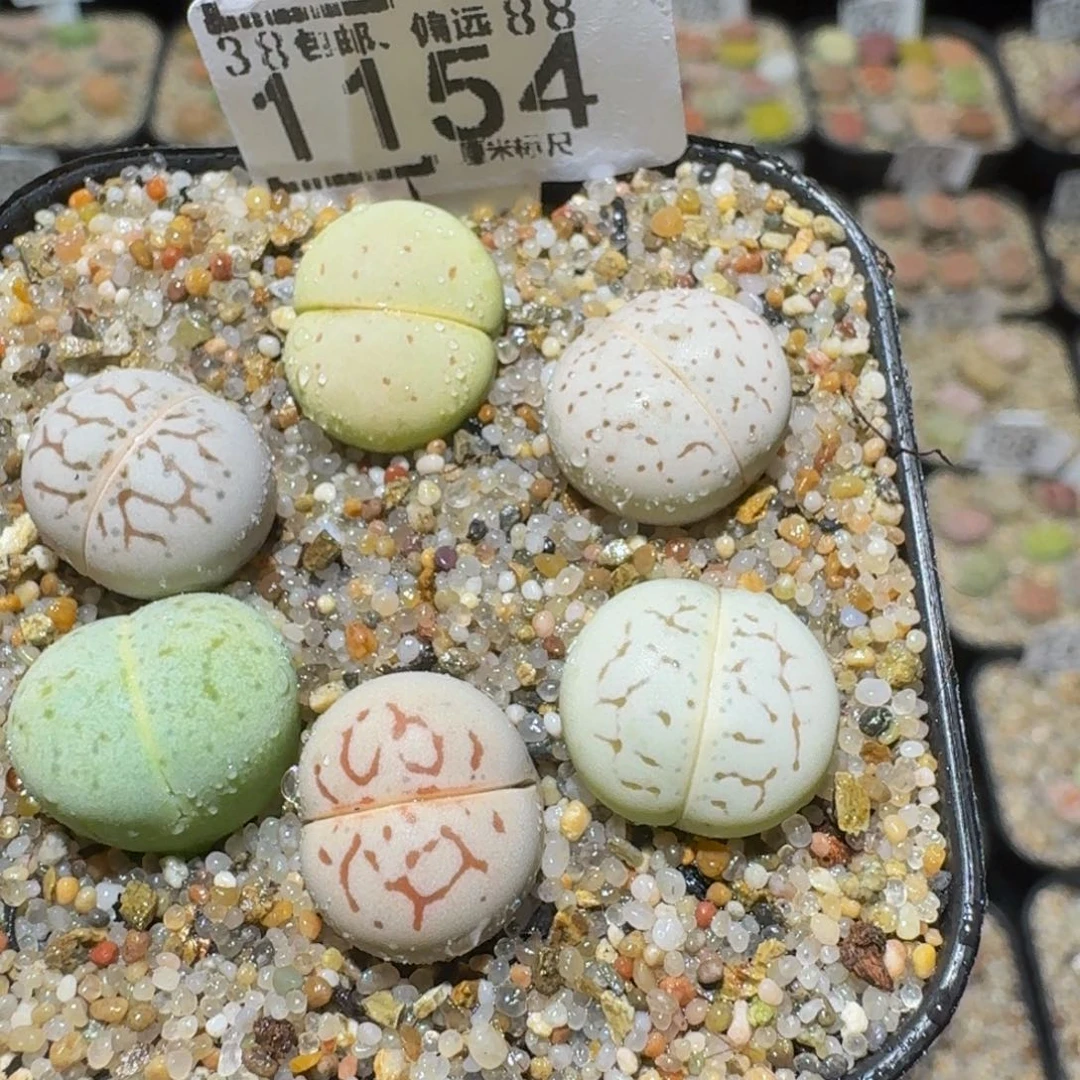 Ssss精品生石花1154
