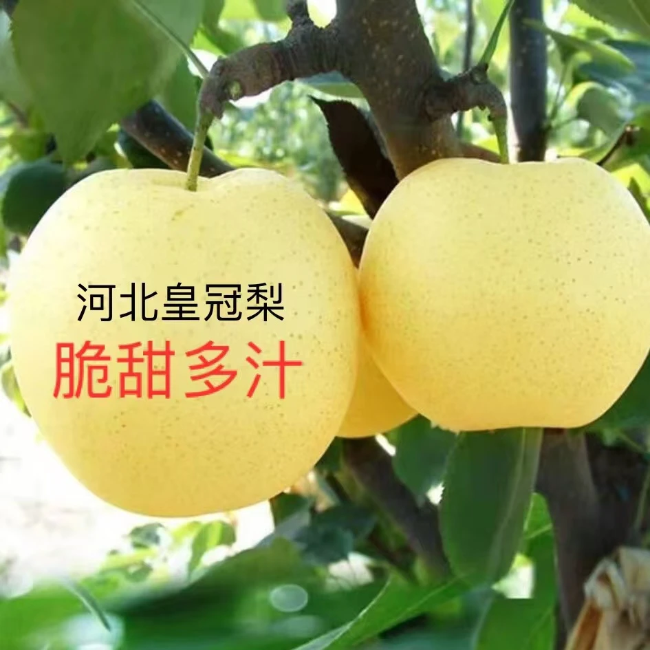 河北正宗皇冠梨整箱批发包邮新鲜梨子应季水果脆甜多汁非雪梨鸭梨
