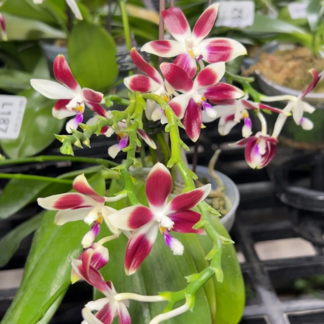 完全开放l259三寸熊猫盾