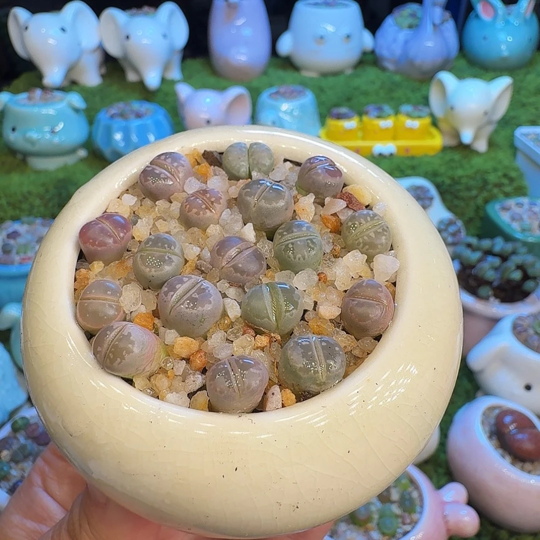 多肉植物开播福利冲1007