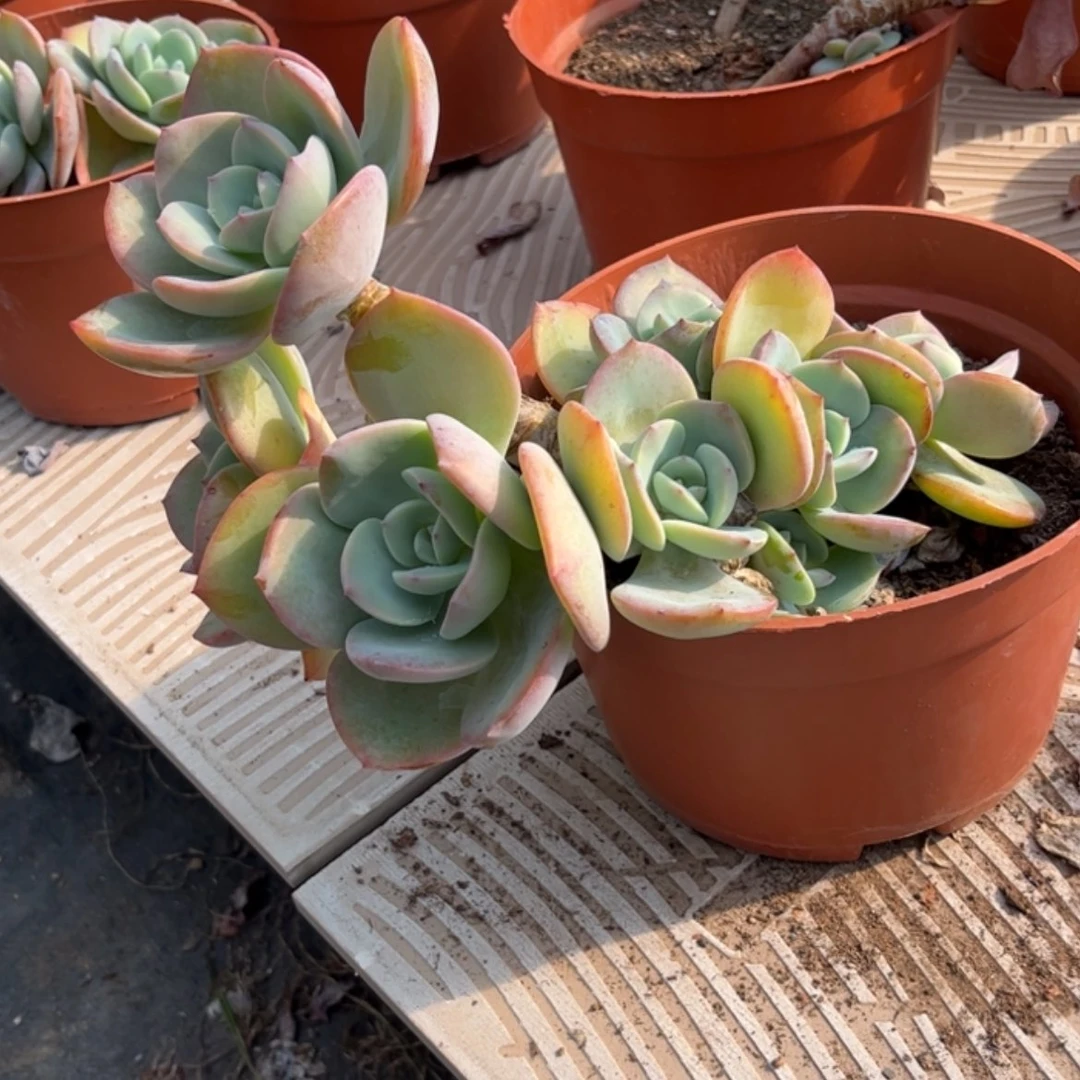 【闪购商品】无花朵流****