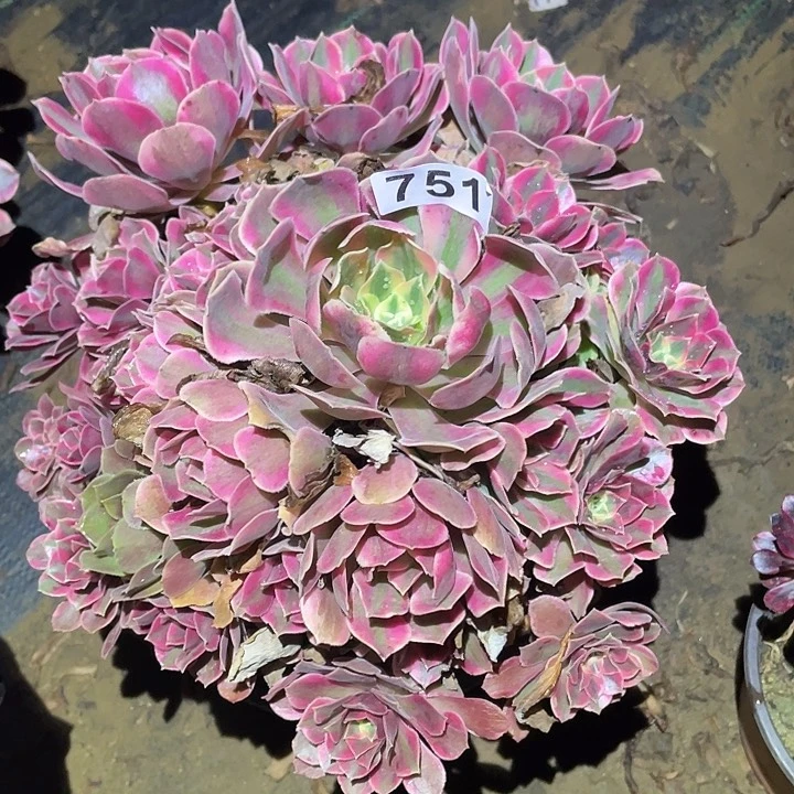 多肉植物断枝不包751女妖