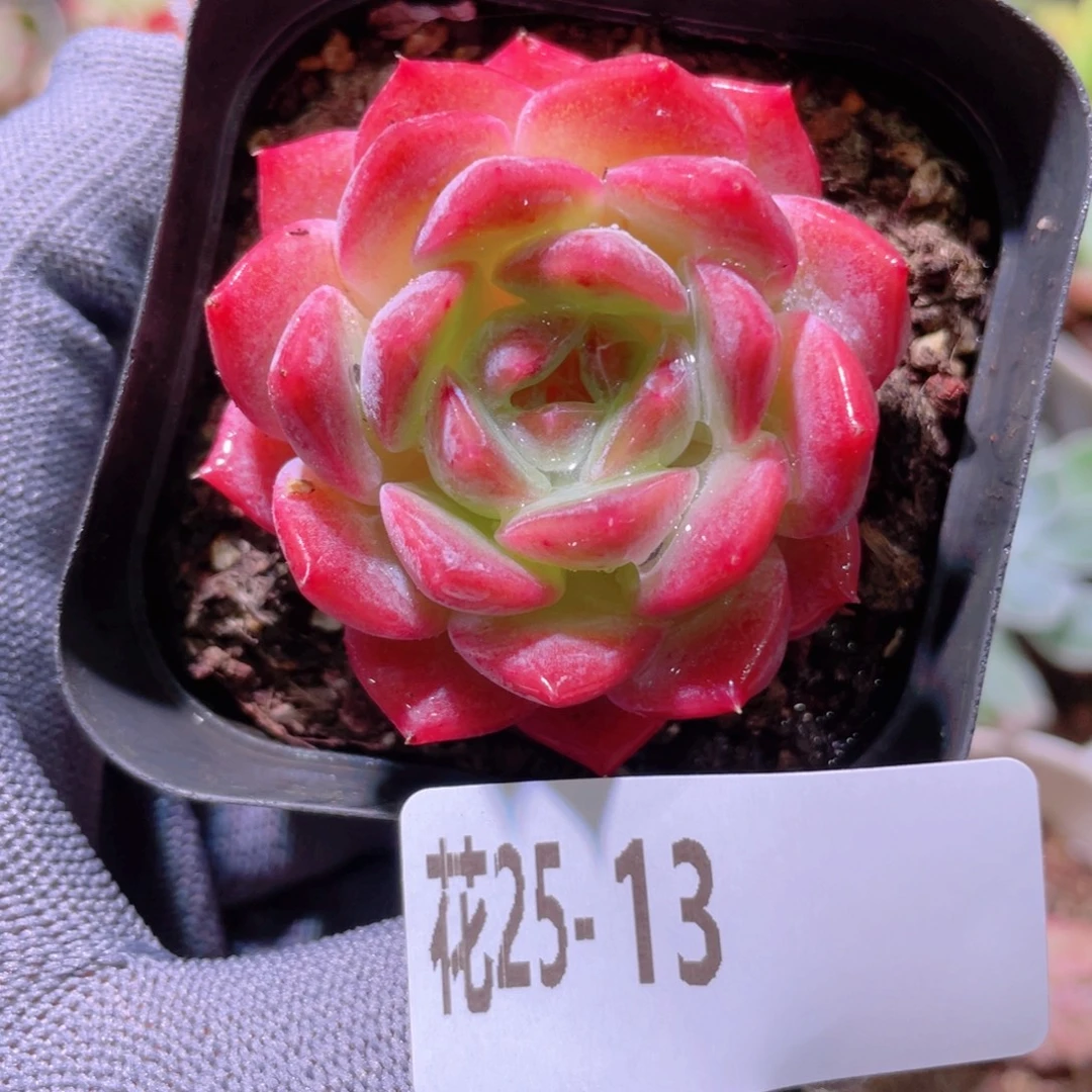 花利美25-13颜霜