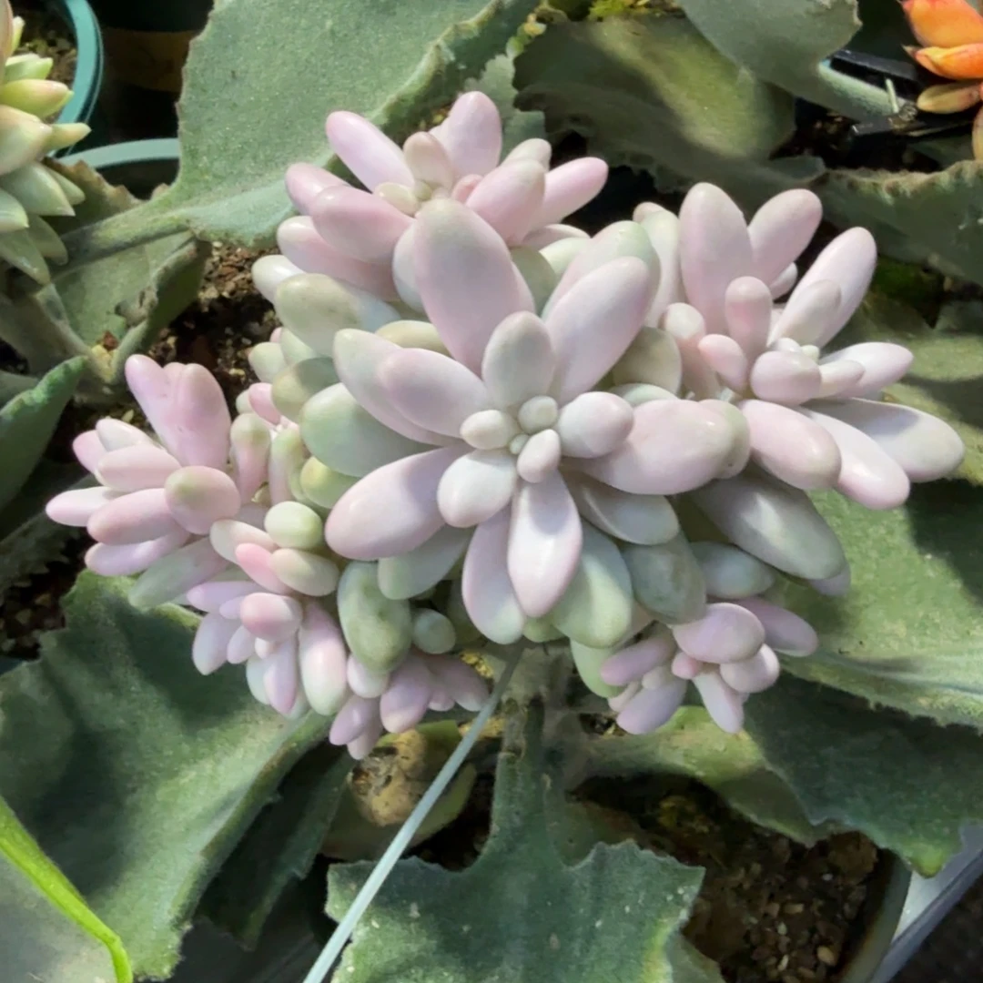 粉色恋人锦，多肉锦