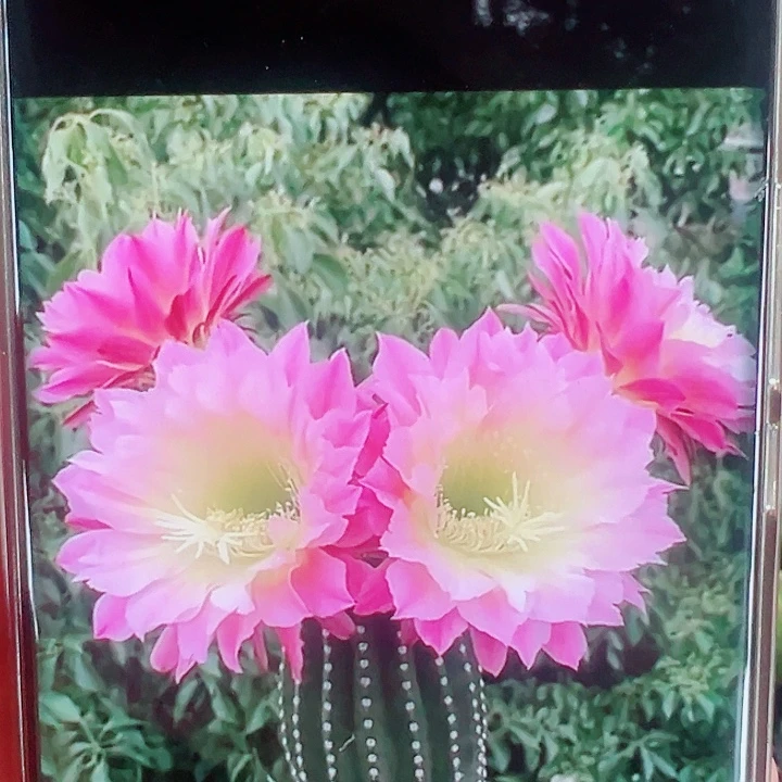 毛花柱河岸侧芽拍一发二