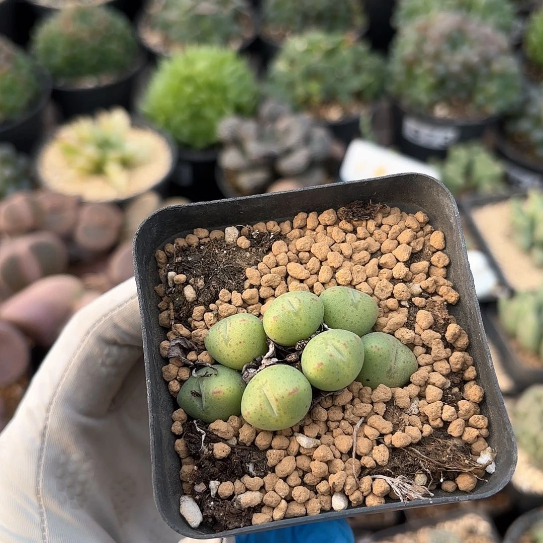 872 爱心梅村玉 带盆土 9.9包邮