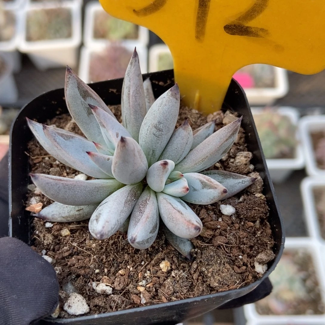 572魔爪多肉植物多肉