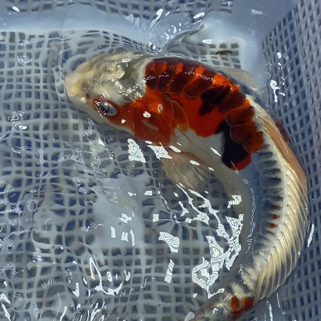 锦鲤冷水锦鲤包邮