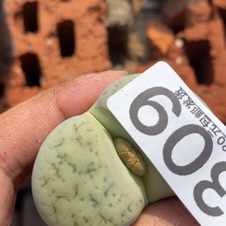 L***京生石花等植物的生长发育309